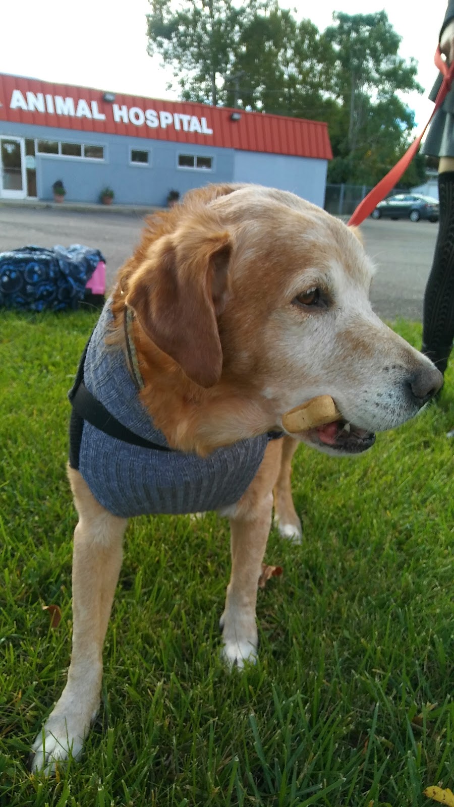 A W Animal Hospital | 24189 Chernick St, Taylor, MI 48180, USA | Phone: (313) 295-2270