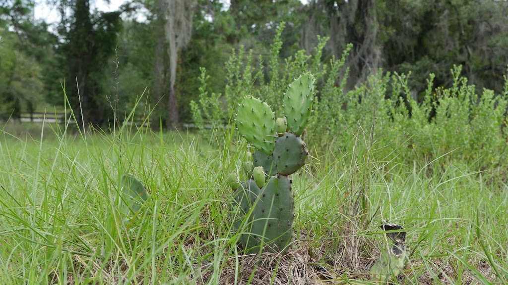 Grow Permaculture, LLC | 11251 Salina St, Brooksville, FL 34614, USA | Phone: (727) 266-0477