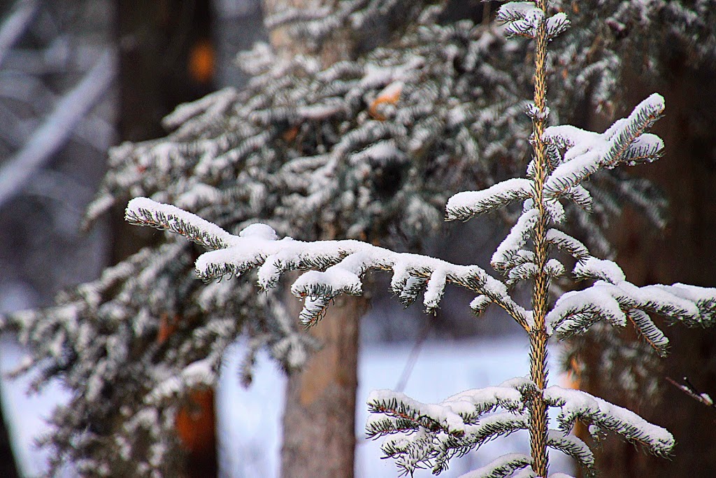 Our Alaskan Dream Bed and Breakfast, | 4504 N Heaton Rd, Palmer, AK 99645, USA | Phone: (801) 791-0576