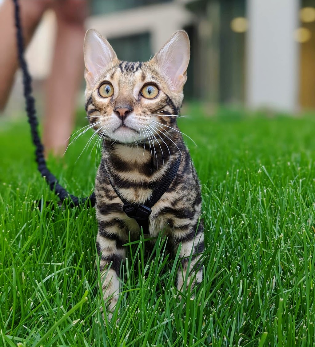 Bimini Bengal & Abyssinian cats kittens cattery | 2721 Haring St, Brooklyn, NY 11235, USA | Phone: (917) 407-8959