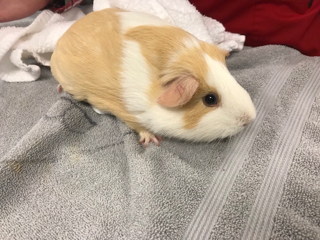 Priest Lake Veterinary Hospital - Nashville Veterinarian | 2445 Morris Gentry Bv, Antioch, TN 37013, USA | Phone: (615) 361-4646