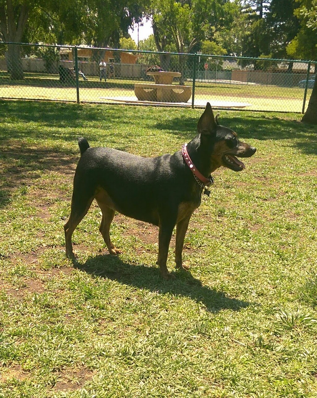 Baldwin Dog Park | 2750 Parkside Cir, Concord, CA 94519, USA | Phone: (925) 671-3404