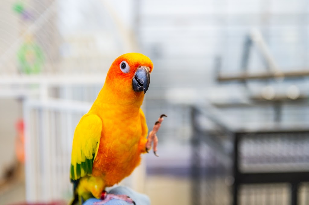 Avian and Exotic Animal Care | 8711 Fidelity Blvd, Raleigh, NC 27617, USA | Phone: (919) 844-9166