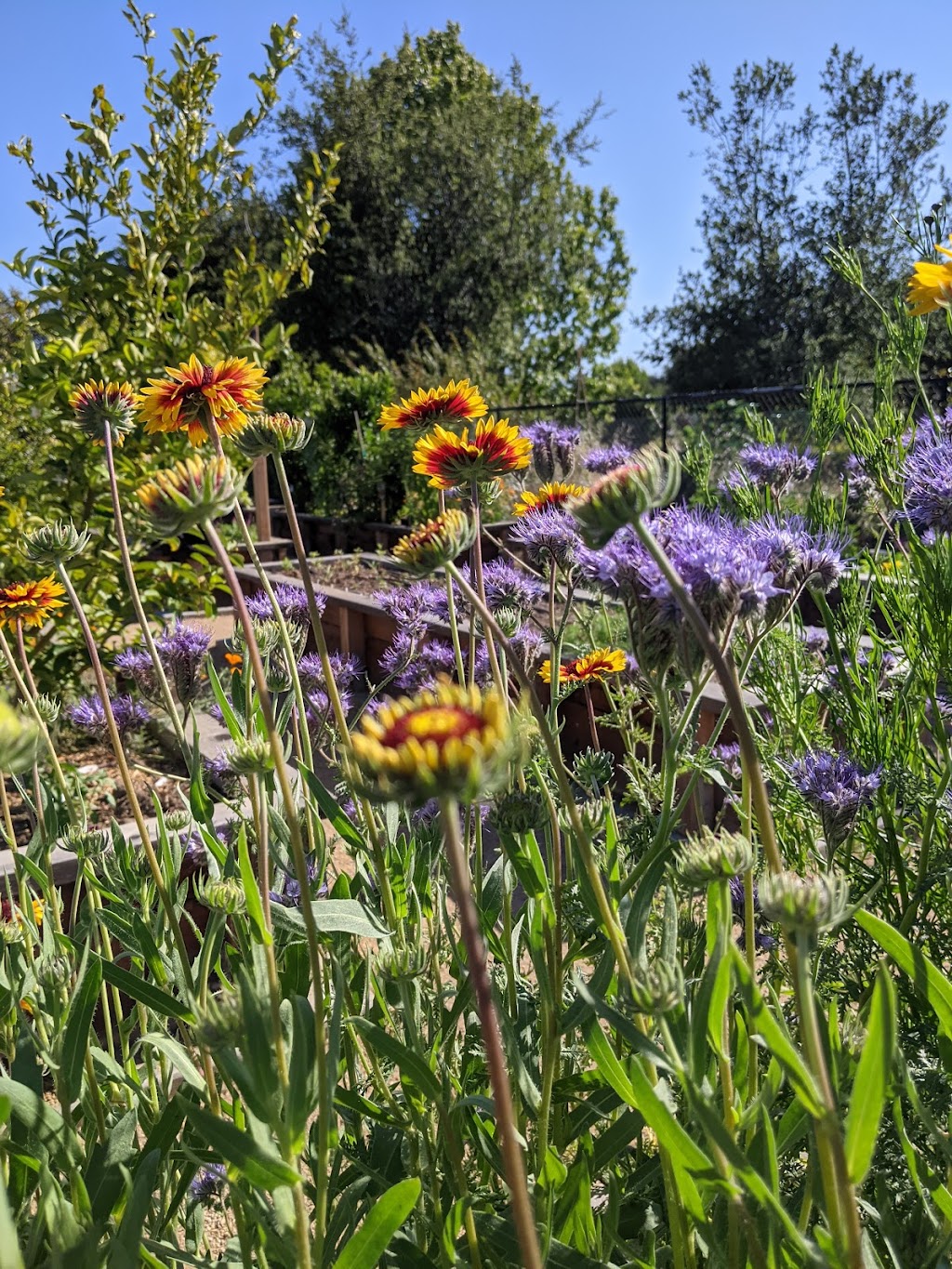 Everett N. "Eddie" Souza Park | 2380 Monroe St, Santa Clara, CA 95051, USA | Phone: (408) 615-3740