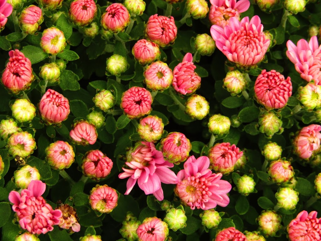 W. R. Bunch Produce Stand 2833 Rocky Hock Rd, Edenton, NC 27932, USA