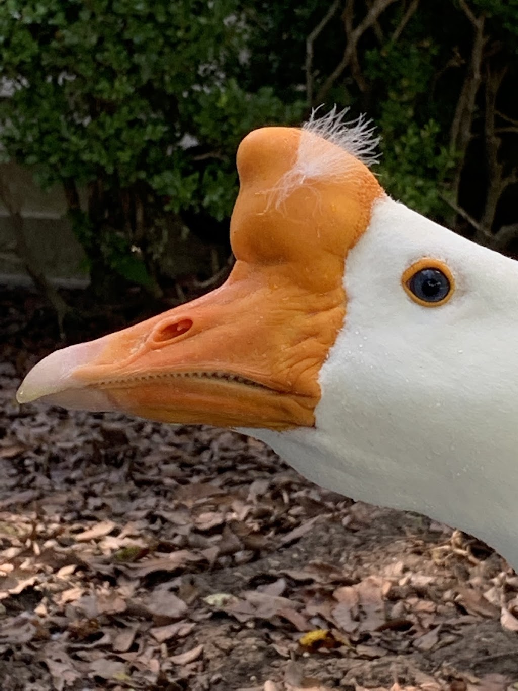 DCT Farms | 905 S Cockrell Hill Rd, Ovilla, TX 75154, USA | Phone: (972) 765-4269