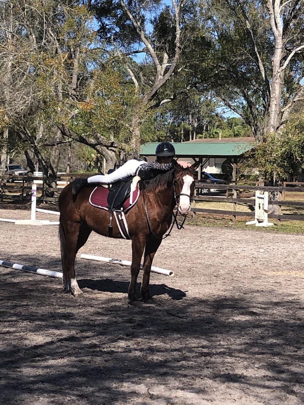 TRUE SKY STABLES | 3440 Forelock Rd, Tarpon Springs, FL 34688, USA | Phone: (727) 460-3851