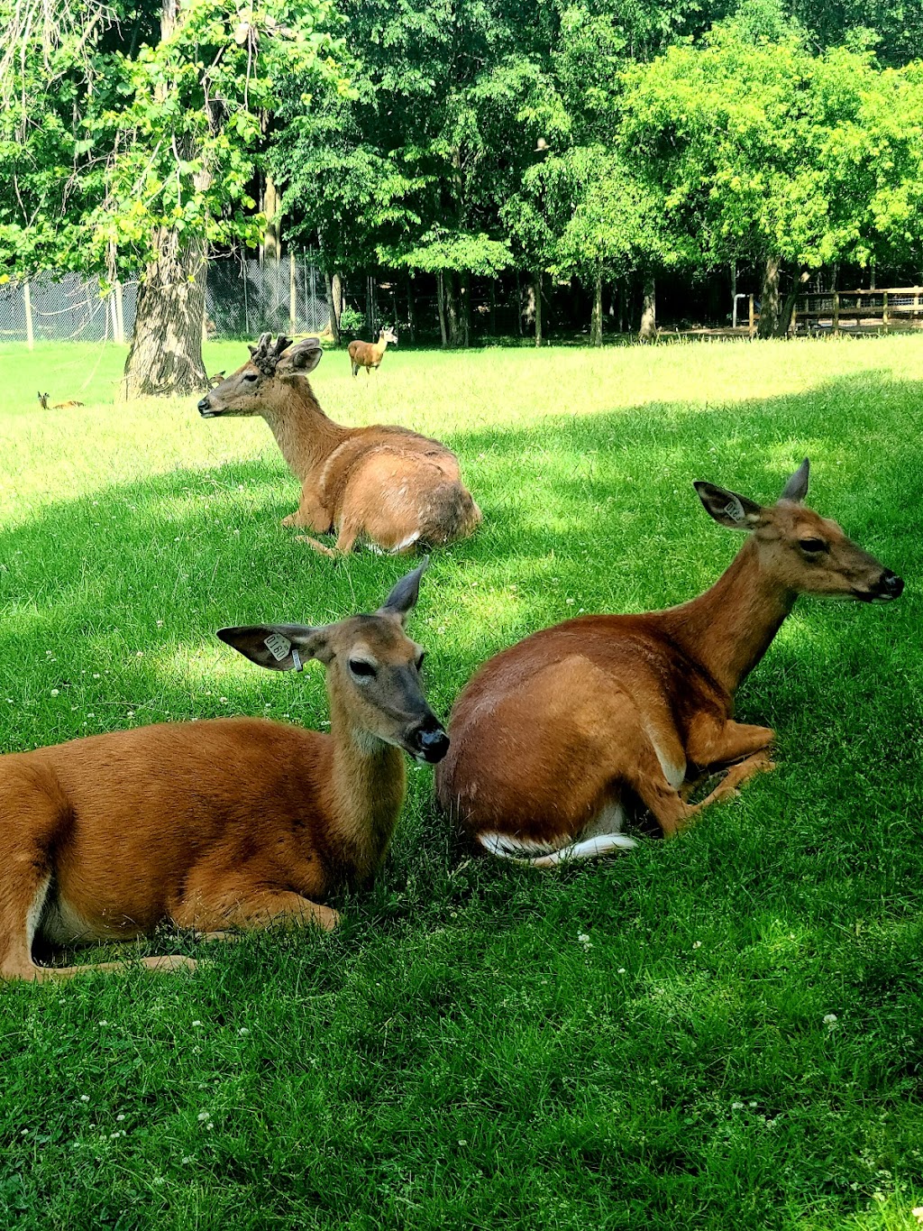 FAWN-DOE-ROSA Wildlife Educational Park | 2131 US-8, St Croix Falls, WI 54024, USA | Phone: (715) 483-3772