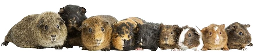 Critters Pet Shop | 7210 Lincoln Way E, Wooster, OH 44691, USA | Phone: (330) 669-7387