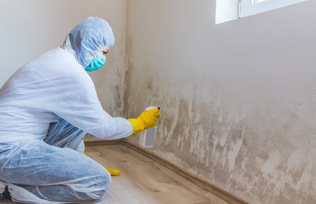 Mold Removal Memphis Solutions | 5287 Knight Arnold Rd, Memphis, TN 38118, United States | Phone: (901) 582-7934