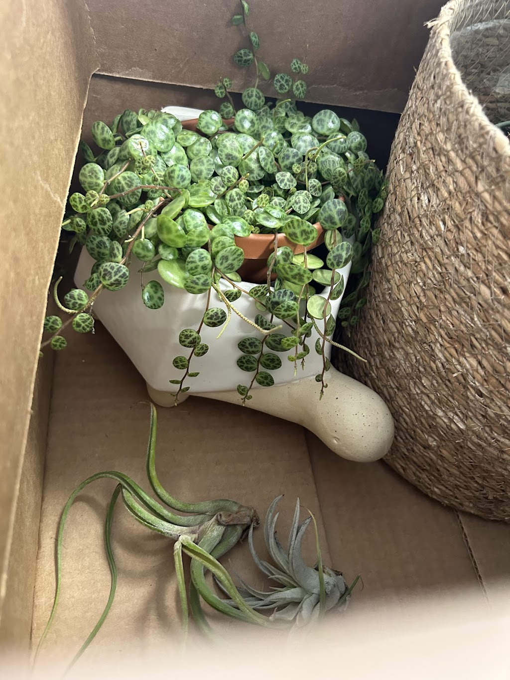 Lovely Roots Plant Shop 256 Mantoloking Rd, Brick Township, NJ 08723