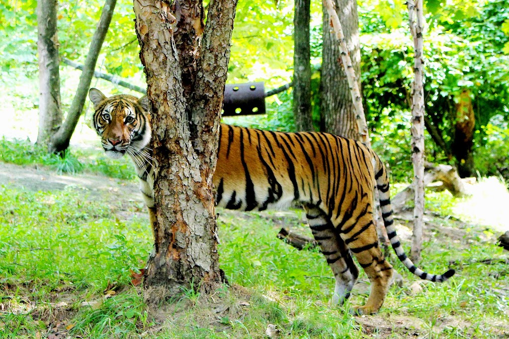 Tiger Mountain at Bronx Zoo | 2300 Southern Boulevard, Bronx, NY 10460, USA | Phone: (718) 367-1010