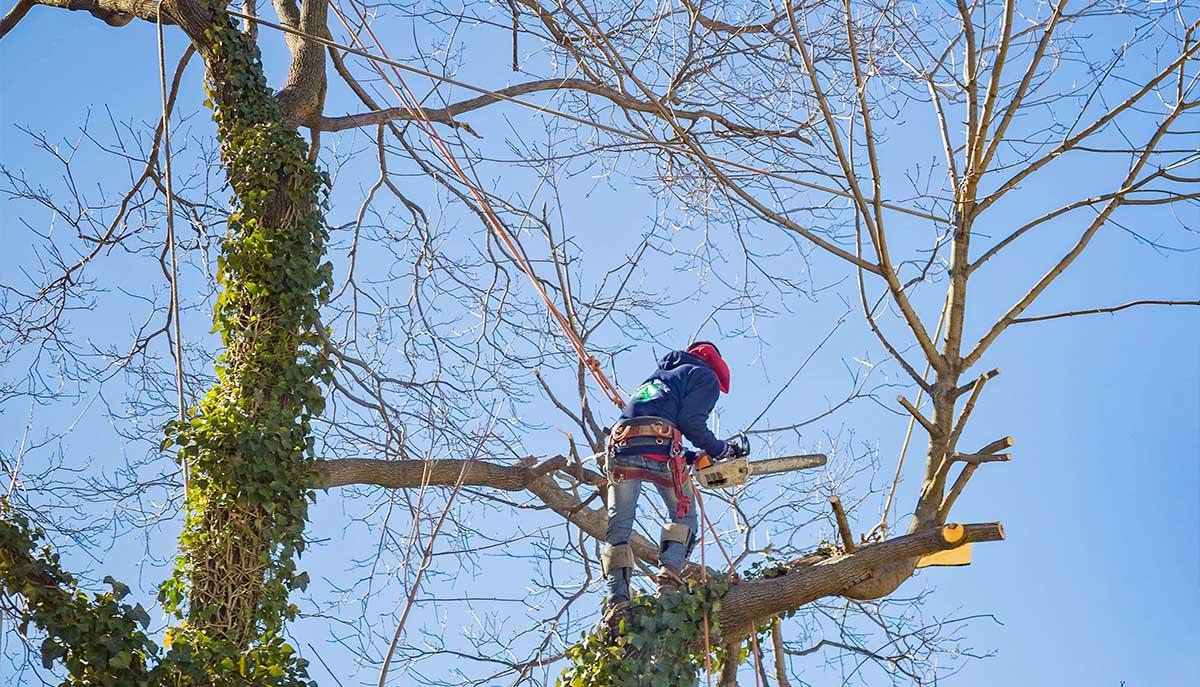 Rotherham Tree Services | Reresby House, Rotherham S60 1BY, United Kingdom | Phone: 01709 432122