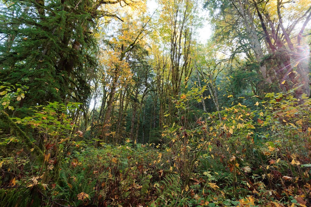 Evans Creek Preserve | 4001 224th Ave NE, Redmond, WA 98053, USA | Phone: (425) 295-0553