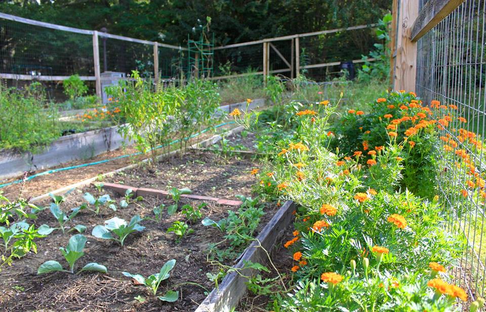 William & Mary Community Garden | Ukrop Way, Williamsburg, VA 23185, USA | Phone: (857) 408-1068