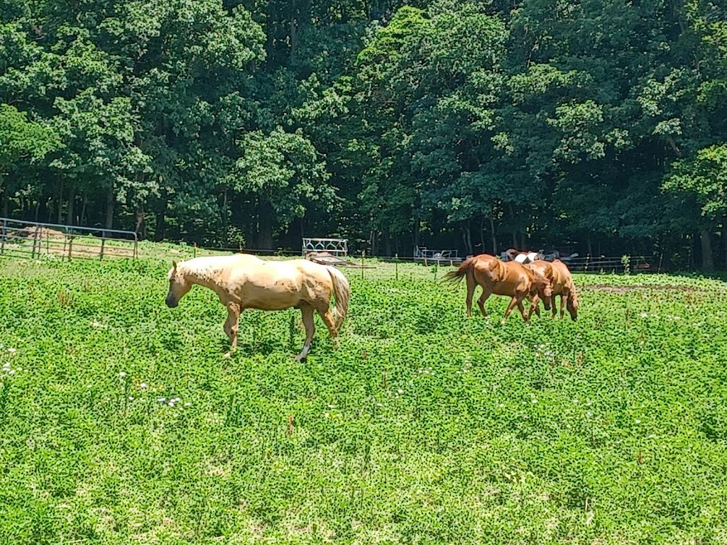 Stepping Stone Farm B&B | 140 Stepping Stone Rd, Confluence, PA 15424, USA | Phone: (814) 395-9988