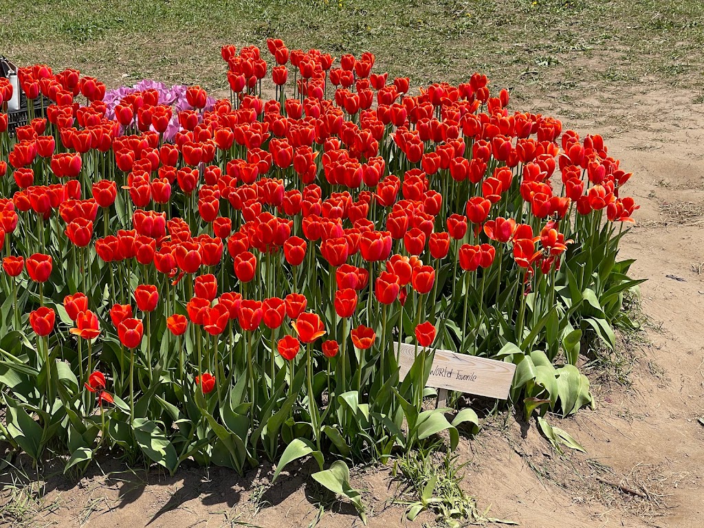 TASC Tulip Pick Farm | 1415 Balfour St, Fenwick, ON L0S 1C0, Canada | Phone: (848) 217-2661