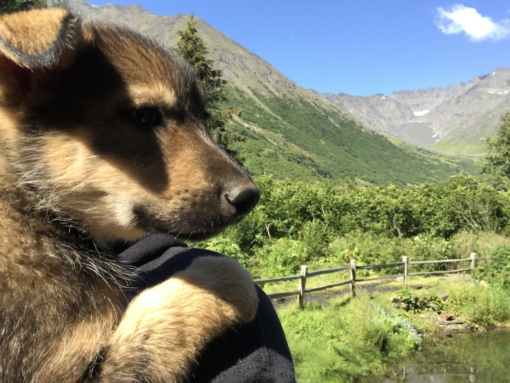 Girdwood Summer Sled Dog Adventure | 36511 Seward Hwy Suite 7, Girdwood, AK 99587, USA | Phone: (877) 783-5566