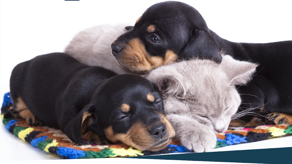 Pet Stop Veterinary Clinic | 117 Delaware St SE, Lonsdale, MN 55046, USA | Phone: (507) 744-3333
