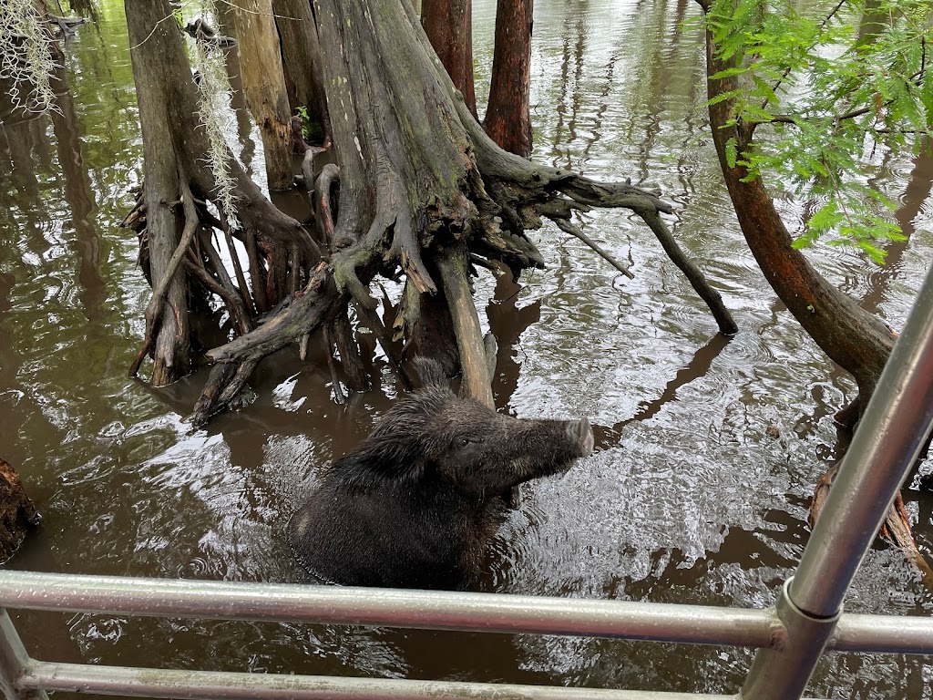 Honey Island Swamp Tours | 41490 Crawford Landing Rd, Slidell, LA 70461, USA | Phone: (985) 641-1769