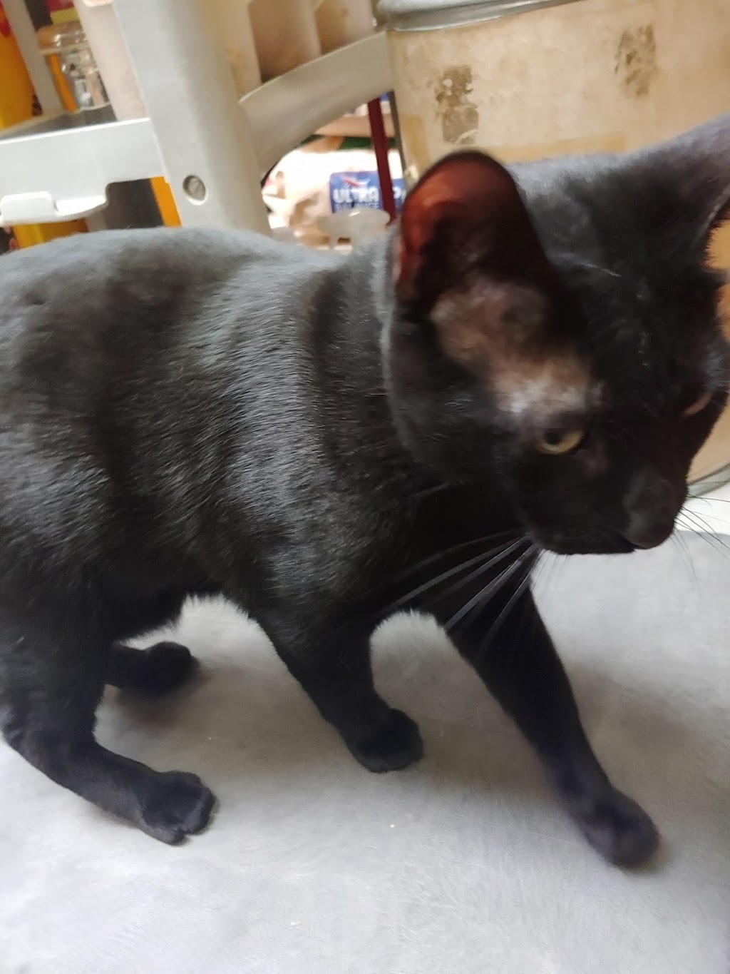 Creative Pet Supply | 305 N Harbor Blvd, San Pedro, CA 90731, USA | Phone: (310) 832-9929