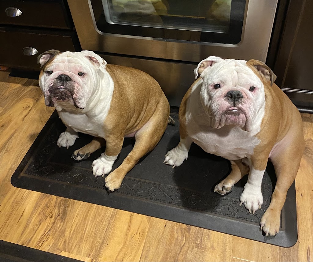 Woodside Animal Hospital | 1601 Woods Rd SE, Port Orchard, WA 98366, USA | Phone: (360) 871-3335