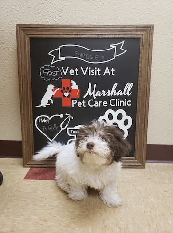 Marshall Pet Care Clinic | 701 W Main St, Marshall, WI 53559 | Phone: (608) 655-3963