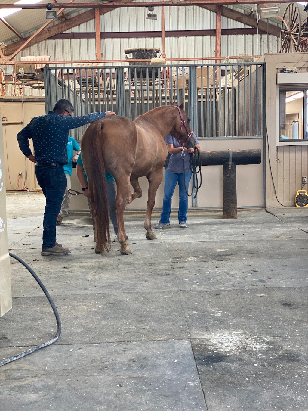 Durango Equine Veterinary Clinic | 20908 W Durango St, Buckeye, AZ 85326, USA | Phone: (623) 386-2928