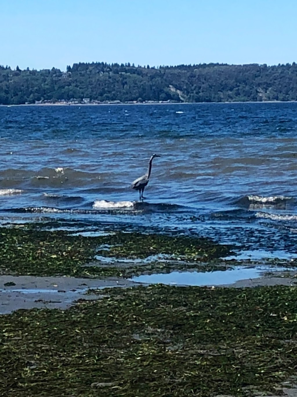 Dash Point State Park | 5700 SW Dash Point Rd, Federal Way, WA 98023, USA | Phone: (253) 661-4955