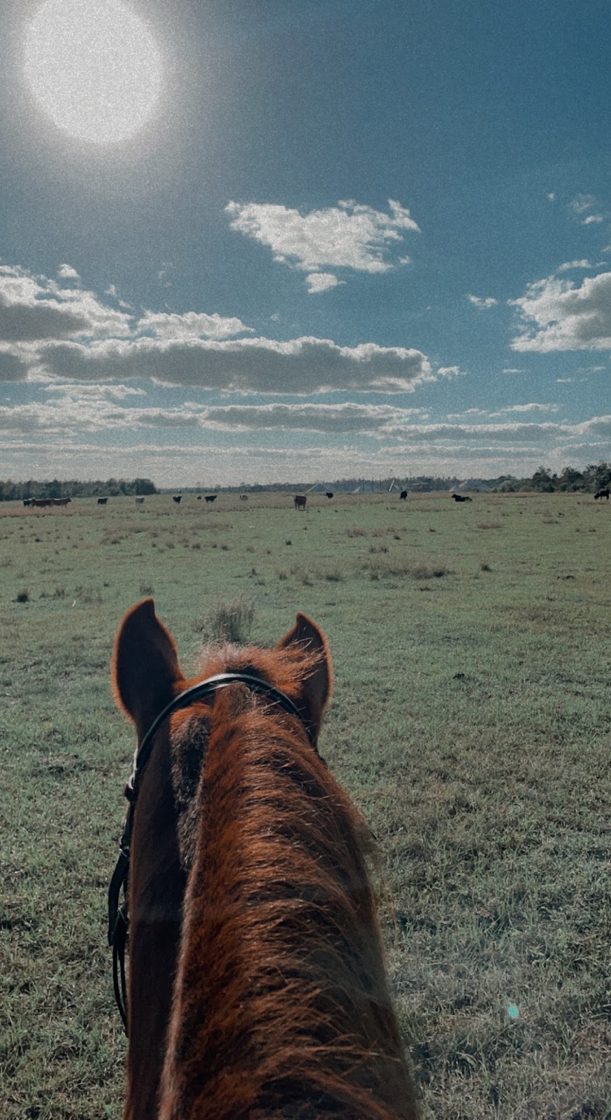 Flatwoods Equestrian Center | 9348 Sycamore Rd, Clermont, FL 34714, USA | Phone: (352) 536-5348