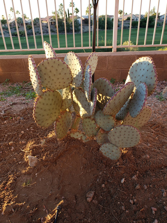 Landscaping Phoenix AZ | 39514 N Messner Way, Phoenix, AZ 85086, USA | Phone: (623) 800-7851