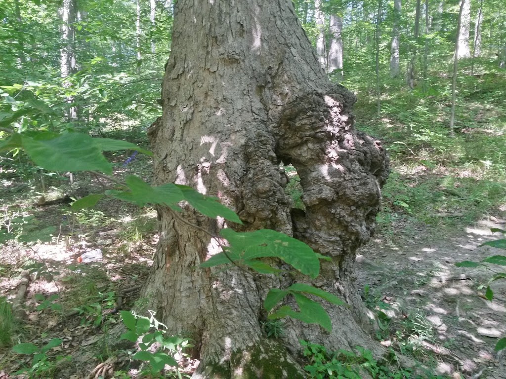 Vandolah Nature Preserve - ACRES Land Trust | 16151 Tother Rd, Leo, IN 46765, USA | Phone: (260) 637-2273