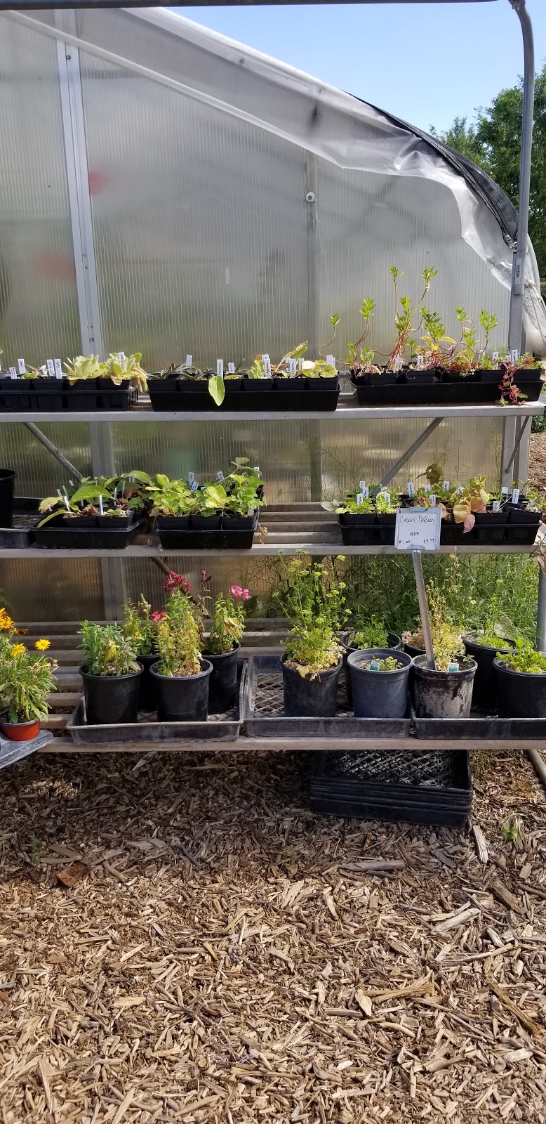 Albuquerque Water Gardens & Nursery | 1800 Candelaria Rd NW, Albuquerque, NM 87107, USA | Phone: (505) 246-8278