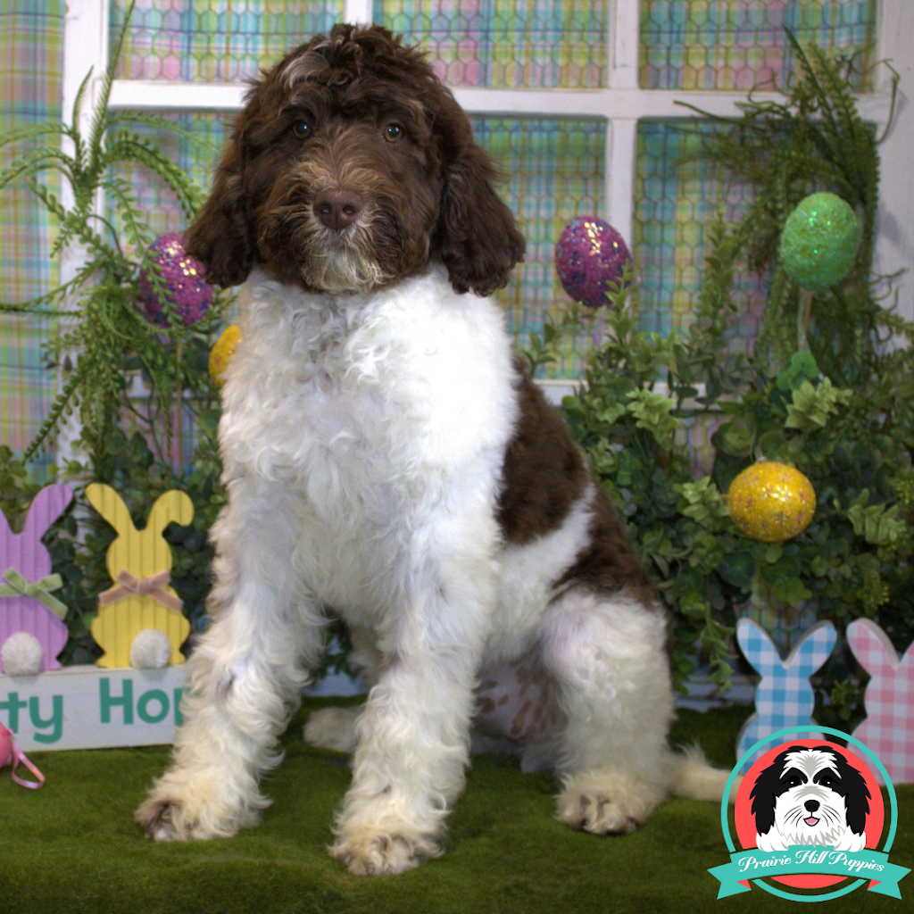 Prairie Hill Puppies | 8112 N Yaggy Rd, Hutchinson, KS 67502, USA | Phone: (316) 719-6202