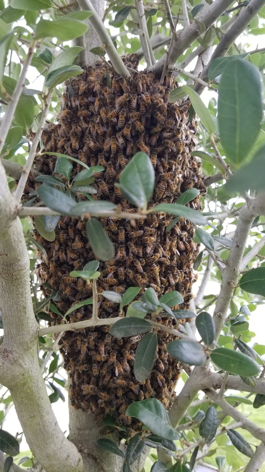 Jackass Honey Farms Gift Shop/ Beekeeping Supply | 1426 Co Rd 287, Liberty Hill, TX 78642, USA | Phone: (512) 484-1101