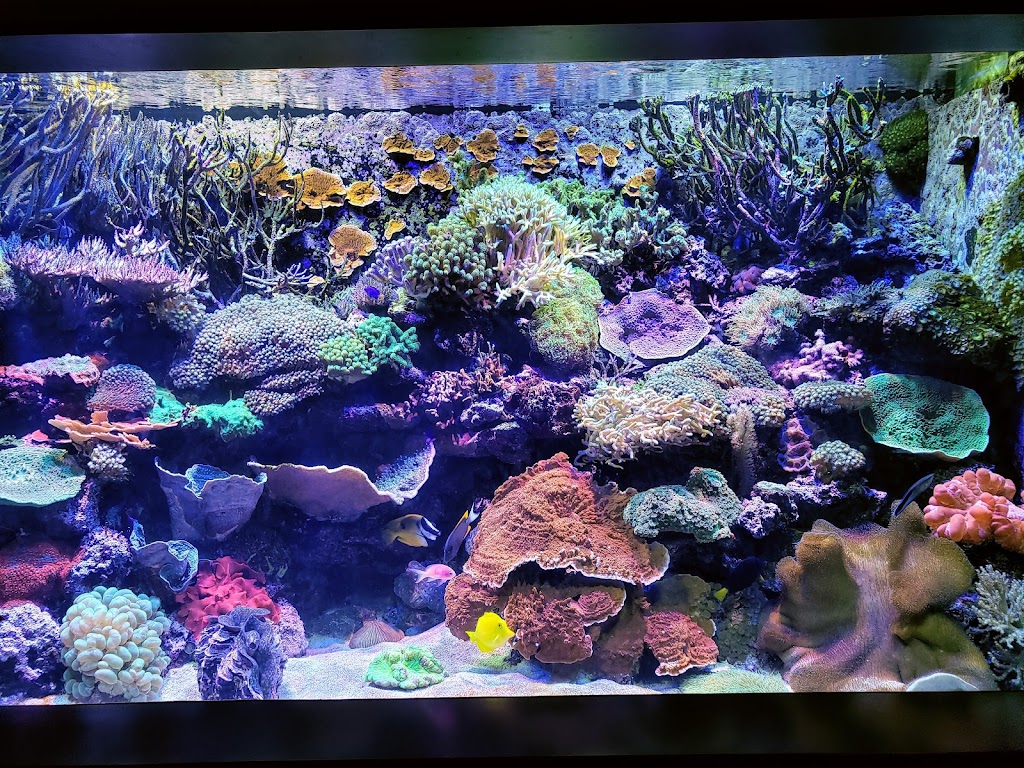 Tennessee Aquarium | 1 Broad St, Chattanooga, TN 37402, USA | Phone: (423) 265-0695