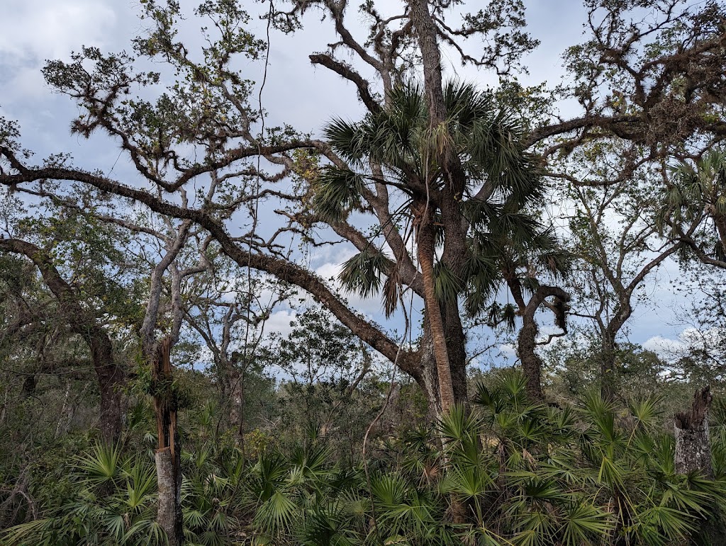 Myakka River State Park - Foxs Low Road Trail Head | Myakka State Park Rd, Sarasota, FL 34240, USA | Phone: (941) 361-6511