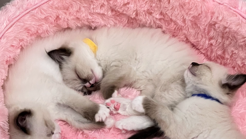 Ragdoll Kittens by Kelly | Citron at Bedford Community, 4166 Horvath St, Corona, CA 92883, USA | Phone: (951) 534-1115