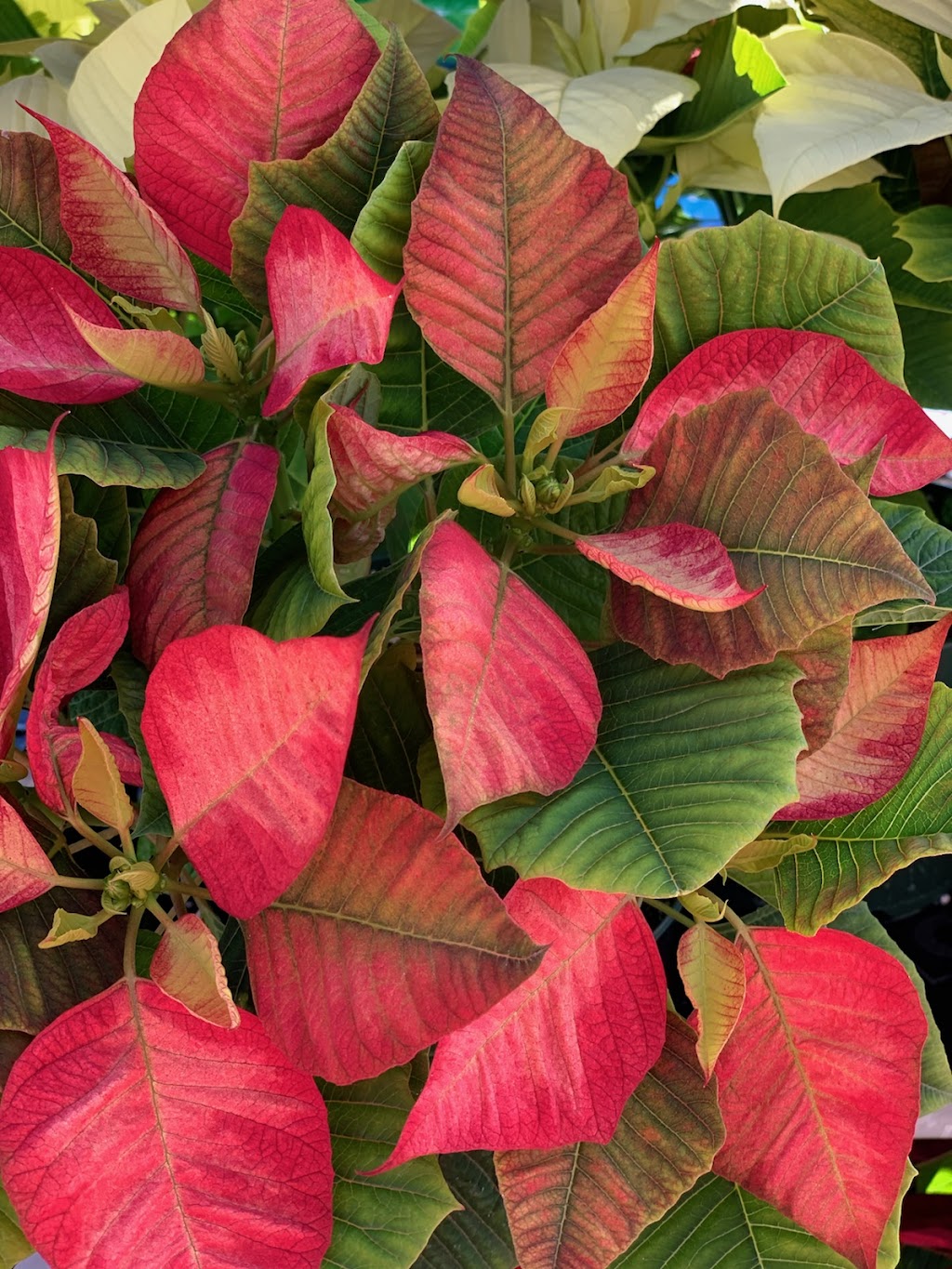 The Garden at Justin Ace Hardware | 1429 W 1st St, Justin, TX 76247, USA | Phone: (940) 648-0099