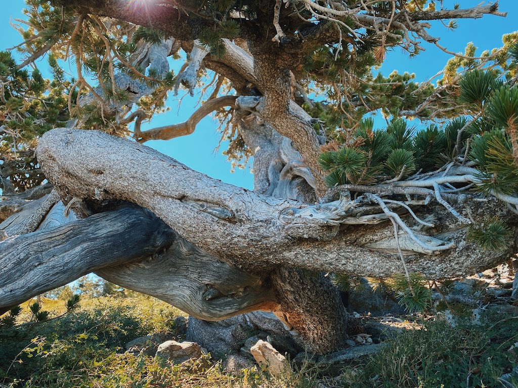 East Tumamait Trailhead - 21W03 | Mt Pinos Rd, Frazier Park, CA 93225, USA | Phone: (661) 245-3731 ext. 0
