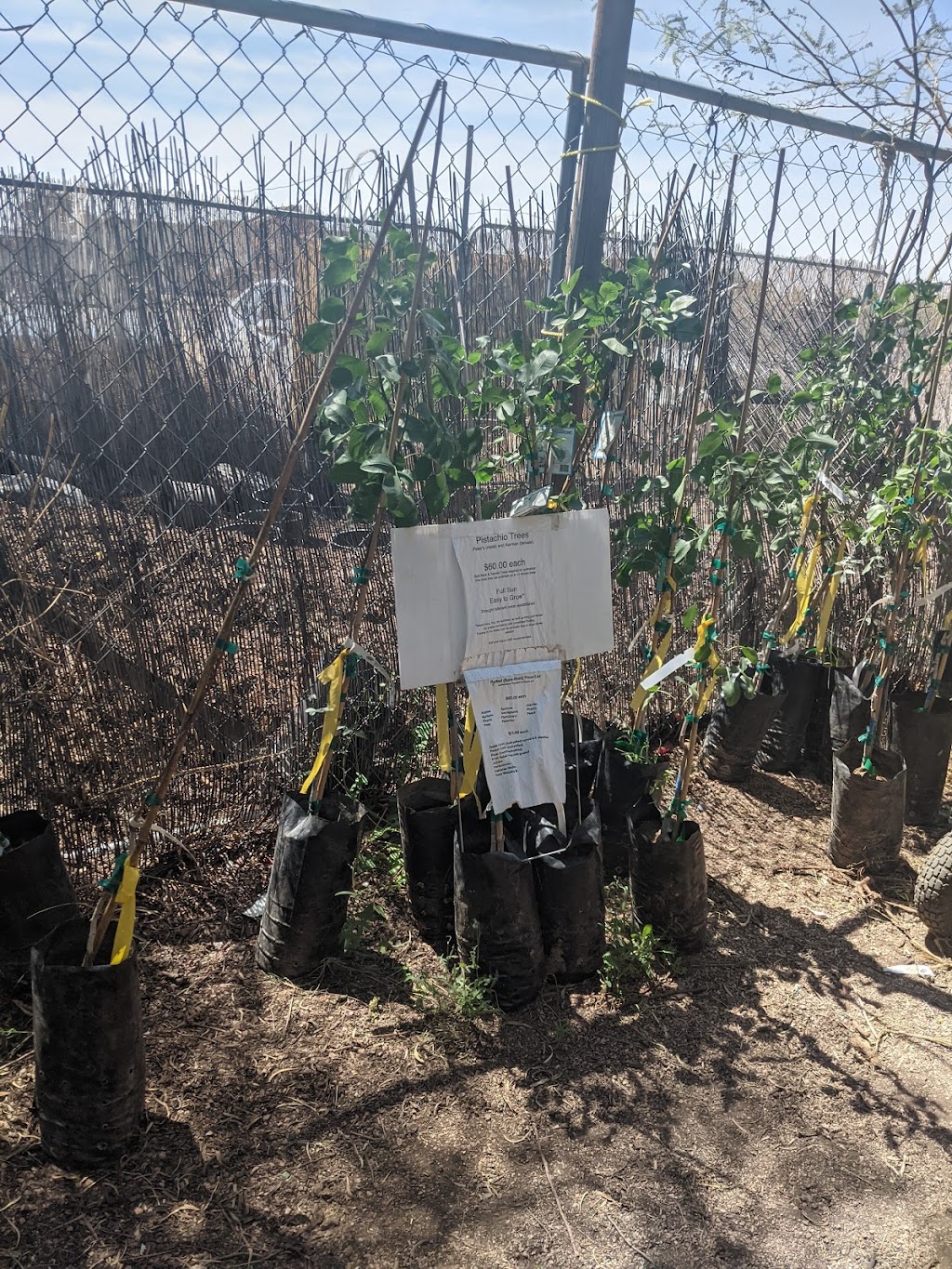 Tropica Mango Rare and Exotic Tropical Fruit Tree Nursery | 10520 E Apache Trail, Apache Junction, AZ 85120, USA | Phone: (602) 576-6948