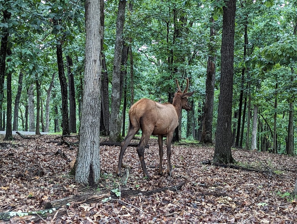 Lone Elk Park | 1 Lone Elk Park Rd, Valley Park, MO 63088, USA | Phone: (314) 615-4386