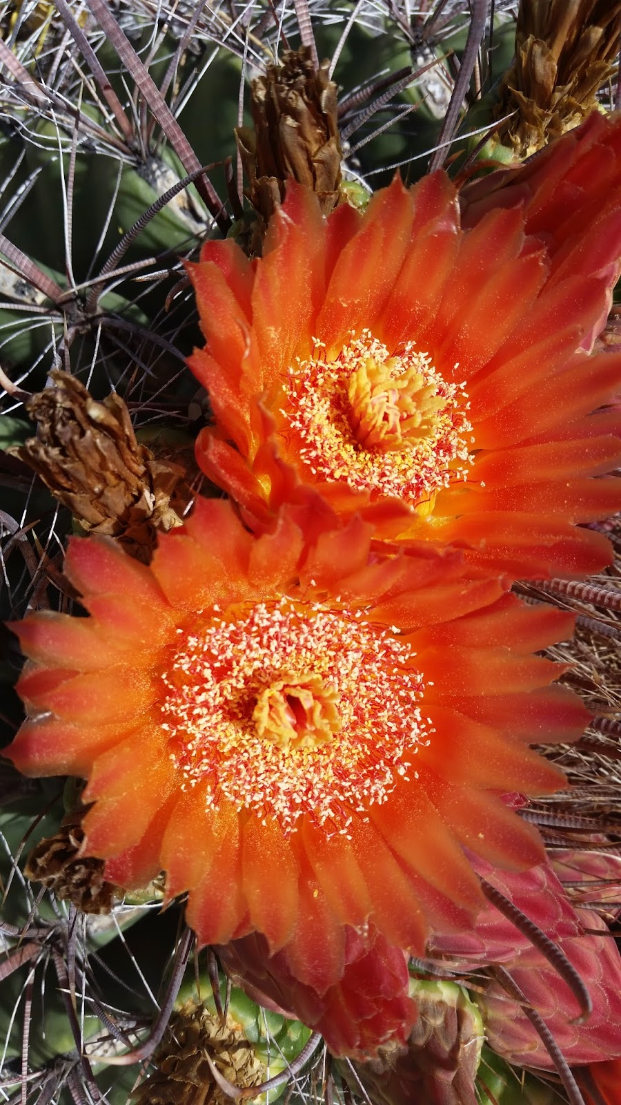 Coronado National Forest | Tucson, AZ 85701, USA | Phone: (520) 388-8300