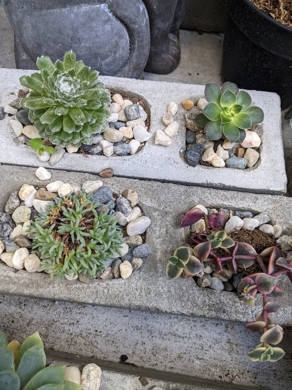 Season of Succulents | 1151 Warburton Ave, Santa Clara, CA 95050, USA | Phone: (408) 449-2654