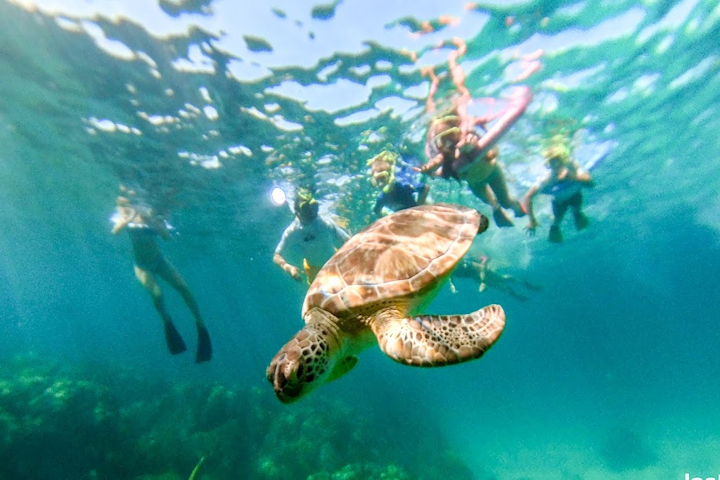 Family Fun Snorkeling, Sandbar, Ecotours, Sunset Cruise, Boat Tours | 85920 Overseas Hwy, Islamorada, FL 33036, USA | Phone: (305) 896-2915