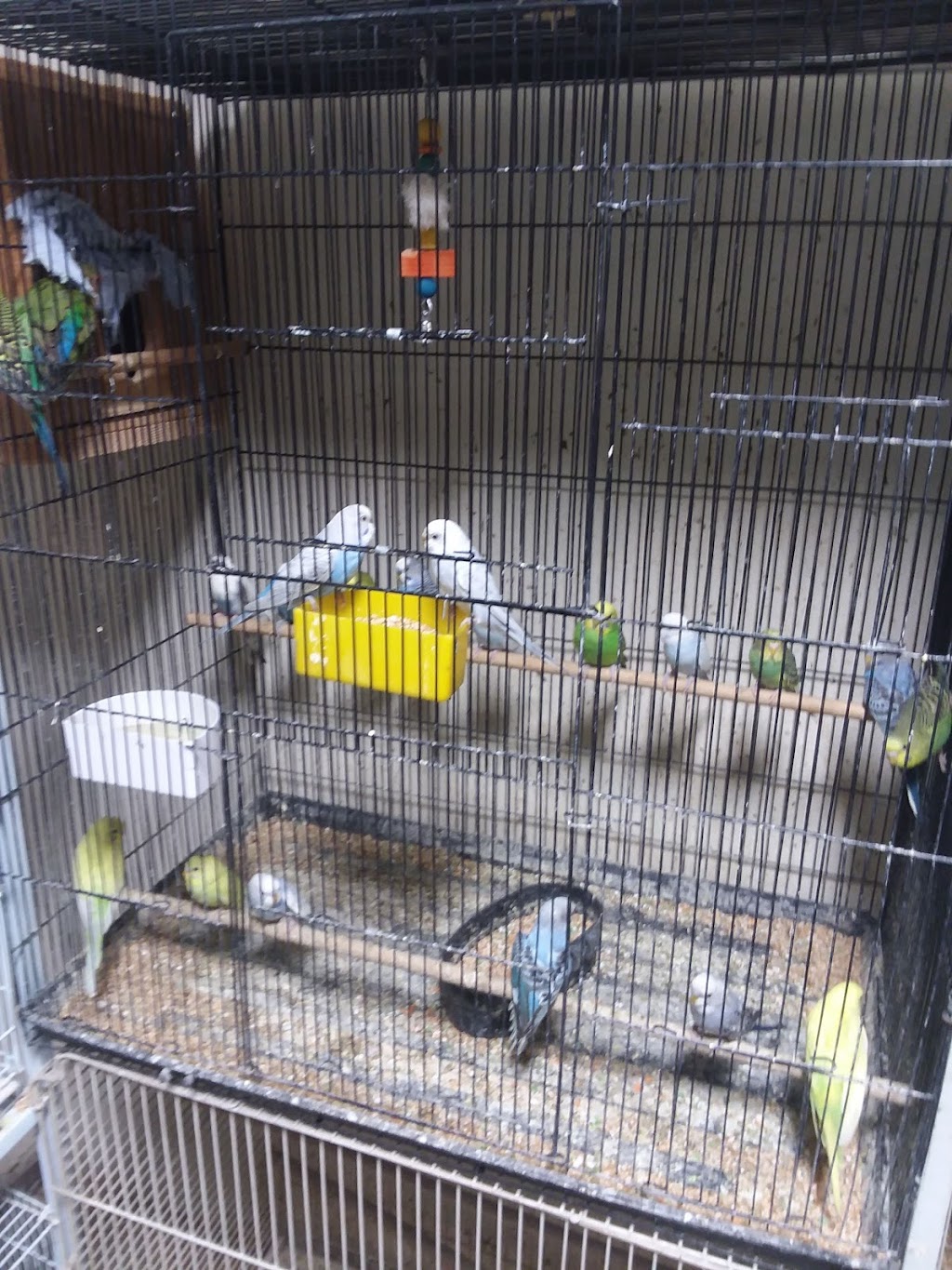 Pelayo's Feed & Grain Store 6157 Mission Boulevard, Riverside, CA