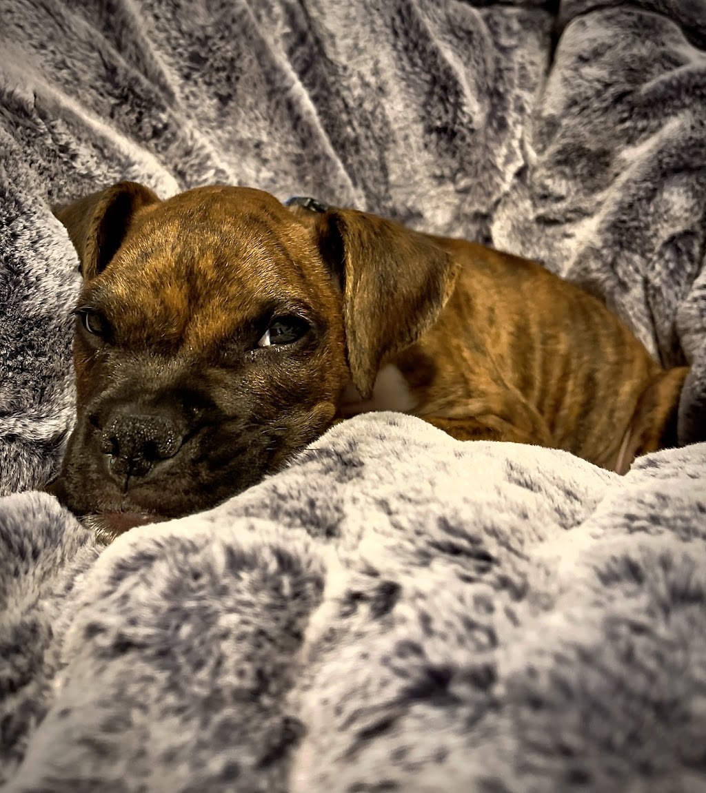 Denbigh Animal Hospital: Clanin Amanda DVM | 475 Denbigh Blvd, Newport News, VA 23608, USA | Phone: (757) 877-8339