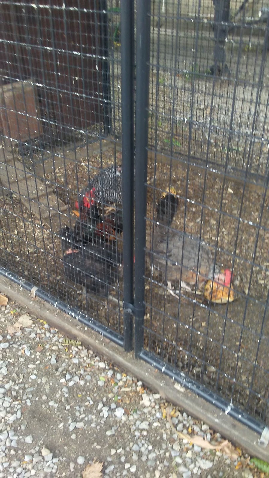 Garver Family Farm Market | 6716 Hamilton Lebanon Rd, Middletown, OH 45044, USA | Phone: (513) 539-6366