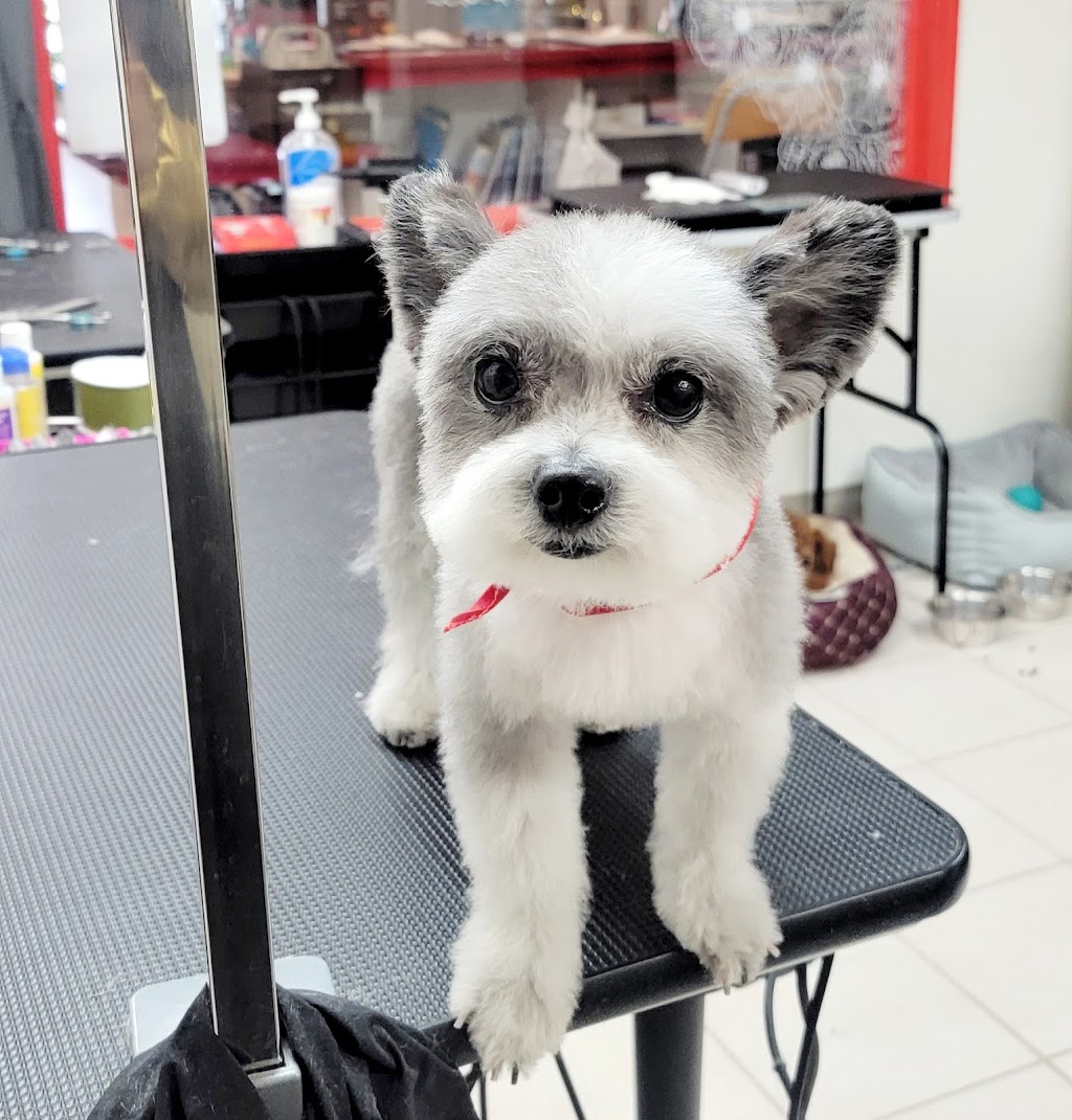 Fancy Doggy-Dog Grooming and Boarding(Doggy Doggy) 애견 미용실 | 24915 Northern Blvd, Queens, NY 11362, USA | Phone: (718) 428-0717