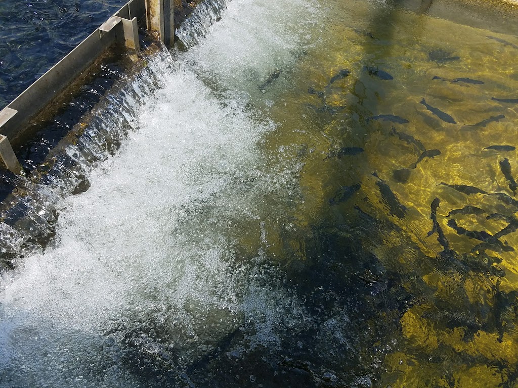 Nimbus Fish Hatchery | 2001 Nimbus Rd, Gold River, CA 95670, USA | Phone: (916) 358-2884